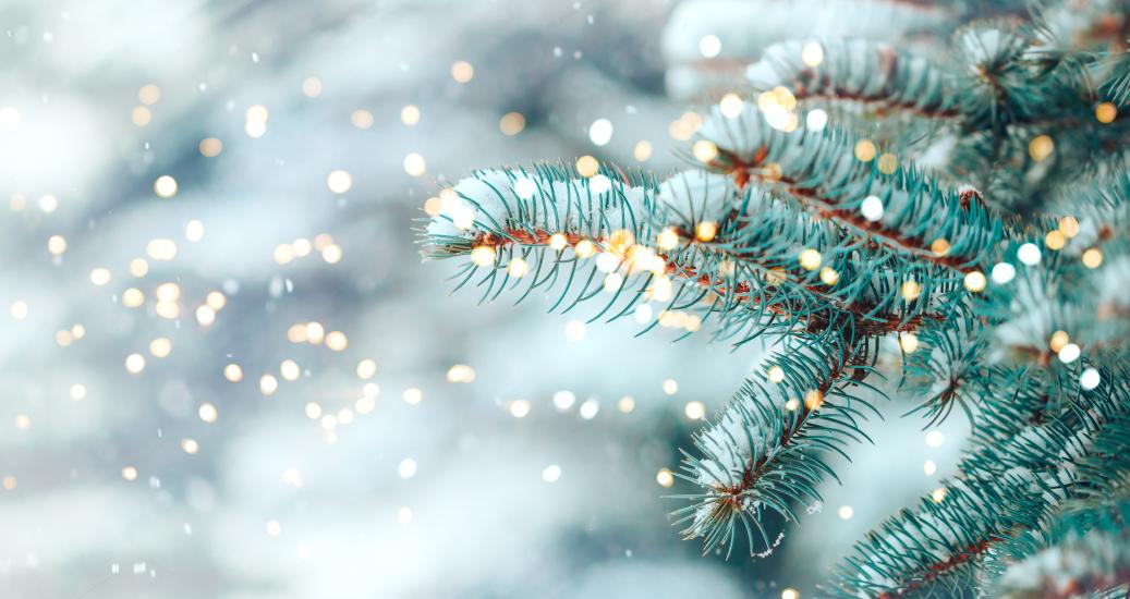 Comment bien choisir son sapin de Noël ? | APRR AREA